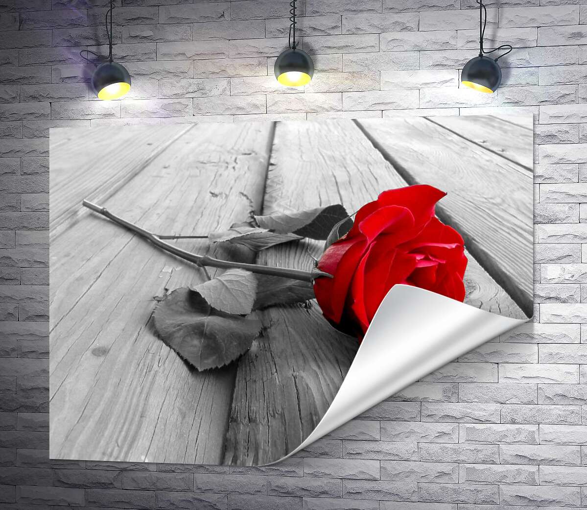 печать Стройный цветок красной розы лежит на деревянном столе