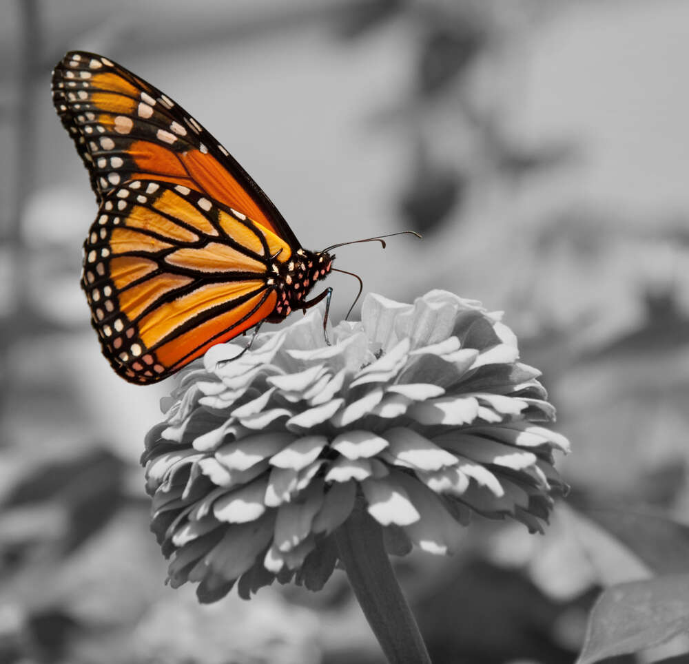 картина-постер Розкішний помаранчевий метелик монарх сів на квітку