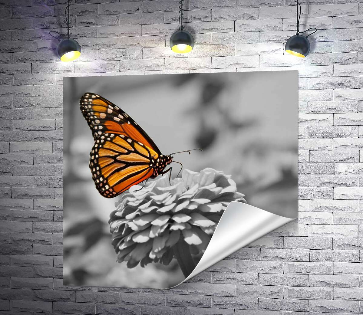 друк Розкішний помаранчевий метелик монарх сів на квітку