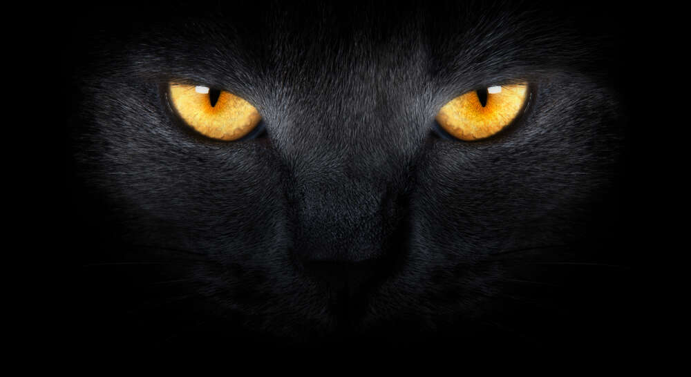 картина-постер Оранжевые огни глаз черной кошки
