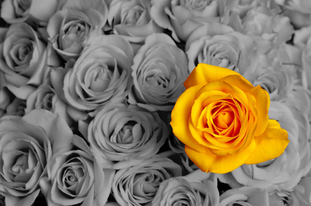 картина-постер Сонячні пелюстки жовтої троянди у букеті