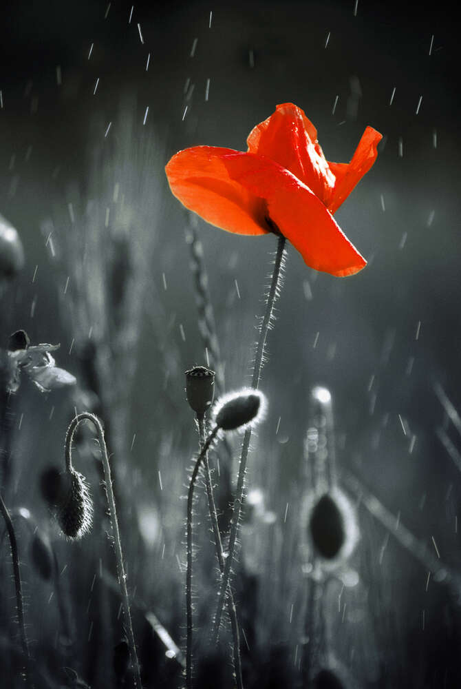 картина-постер Освіжаючі краплі дощу падають на полум'яну квітку маку