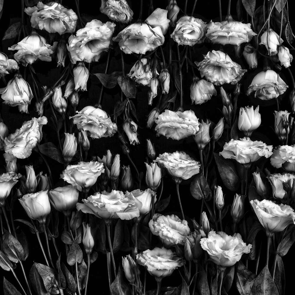 картина-постер Черно-белый тон нежного ковра цветов лизиантуса