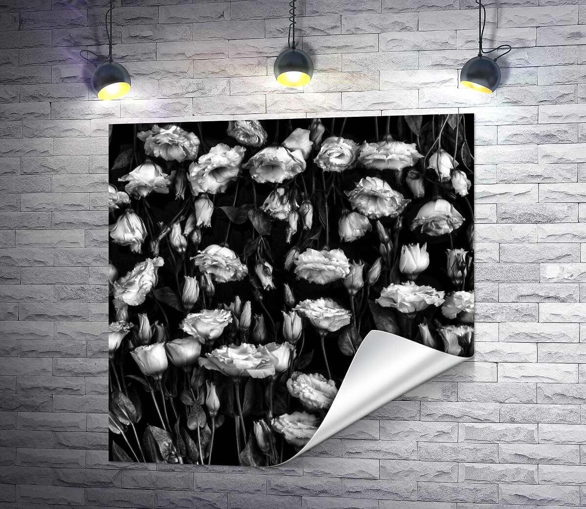 друк Чорно-білий тон ніжного килима квітів лізіантуса