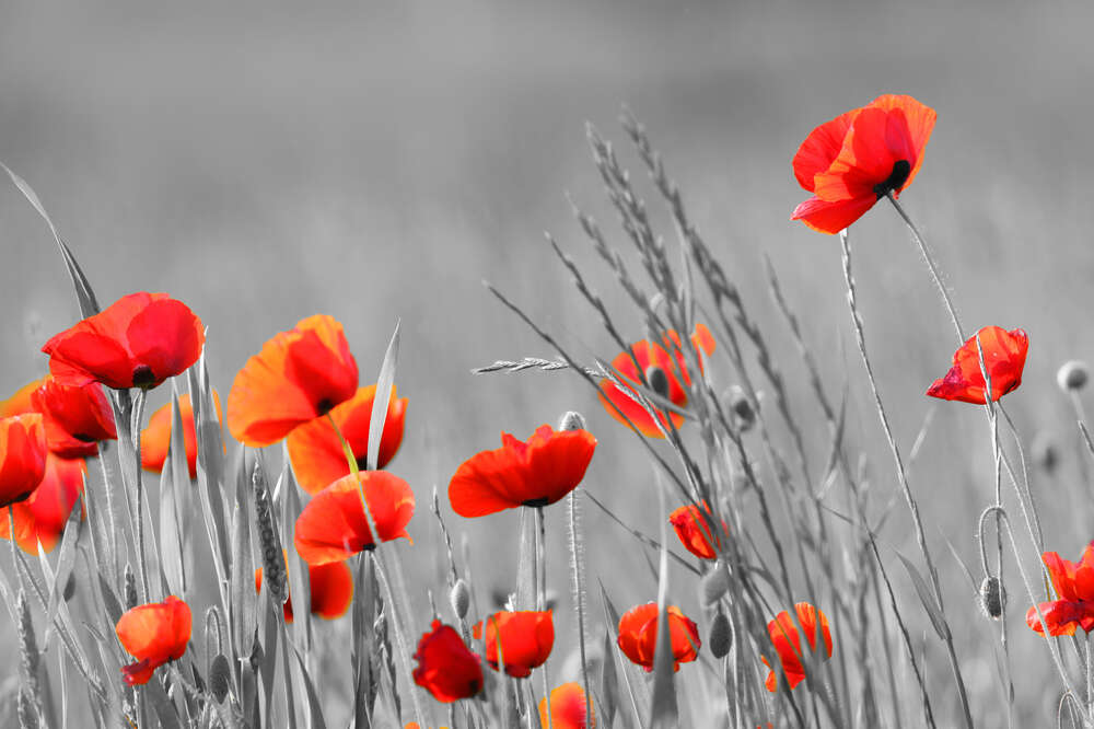 картина-постер Помаранчево-червоні квіти маків височіють над травою