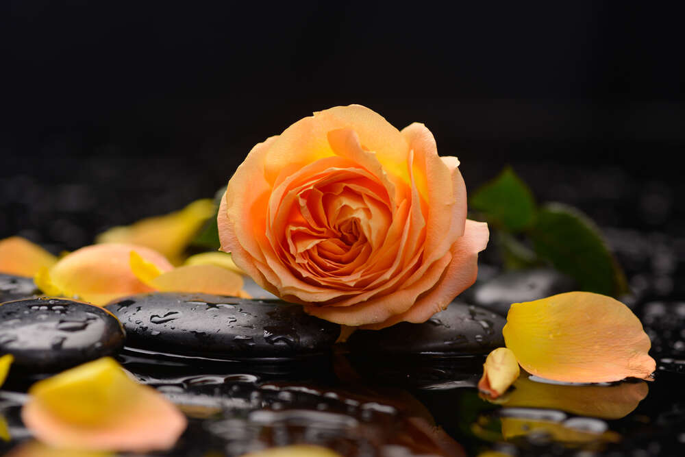 картина-постер Желтые лепестки розы на гладкой поверхности черных камней