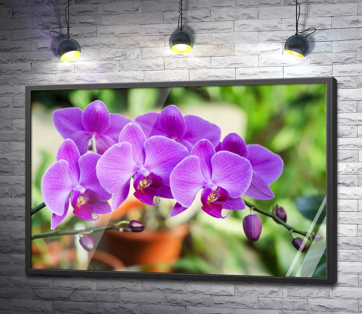 постер Нежные цветы орхидеи в зеленом саду