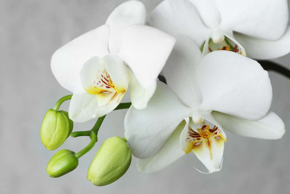 картина-постер Зеленые бутоны на ветке белой орхидеи