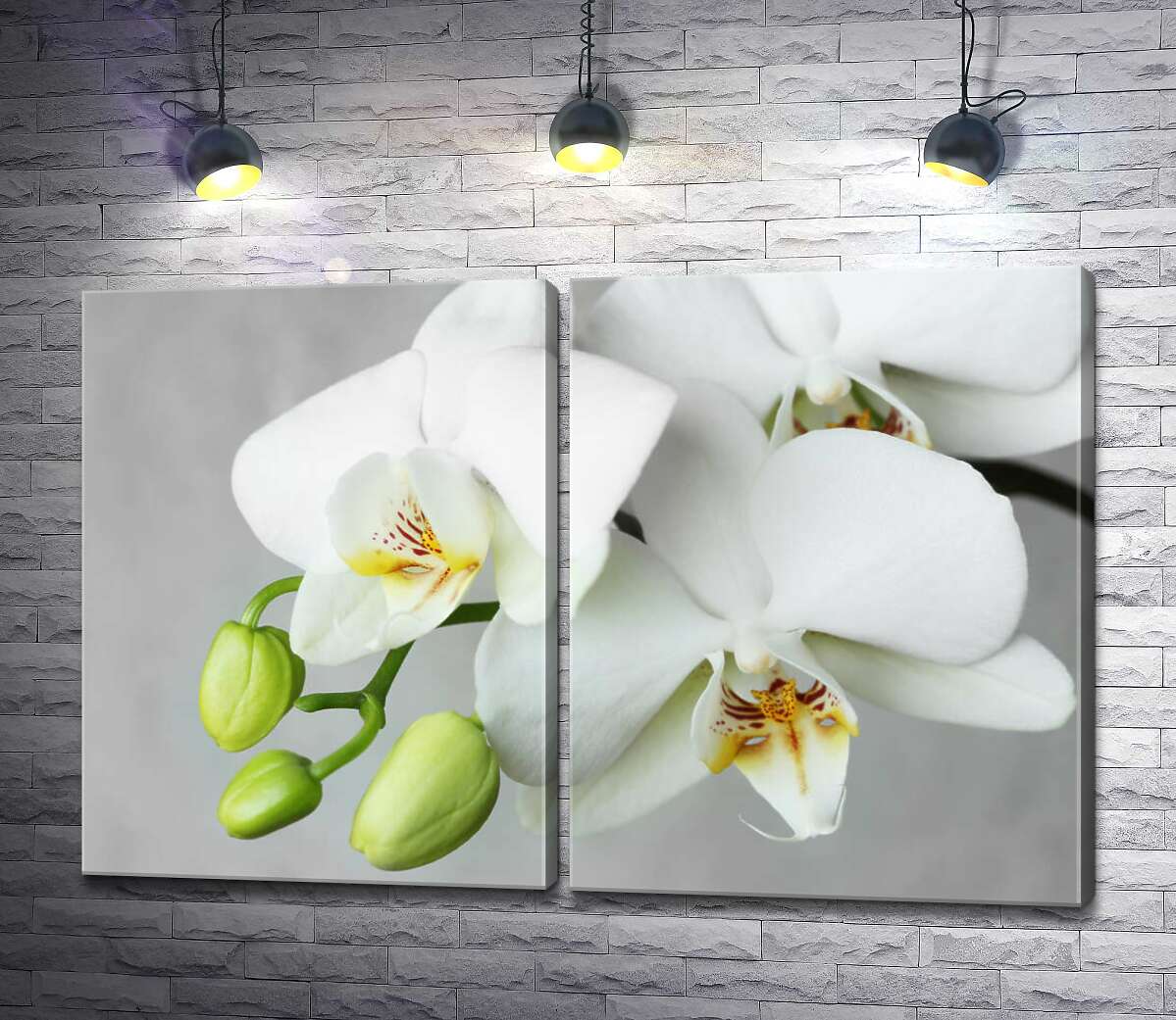 модульна картина Зелені бутони на гілці білої орхідеї