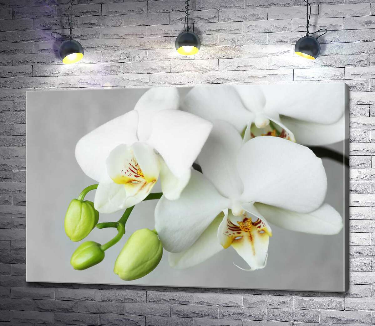 картина Зеленые бутоны на ветке белой орхидеи