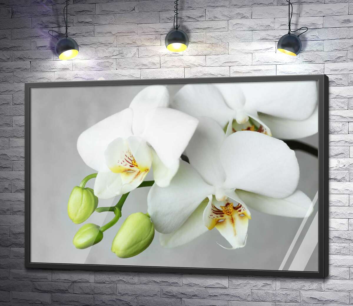 постер Зелені бутони на гілці білої орхідеї