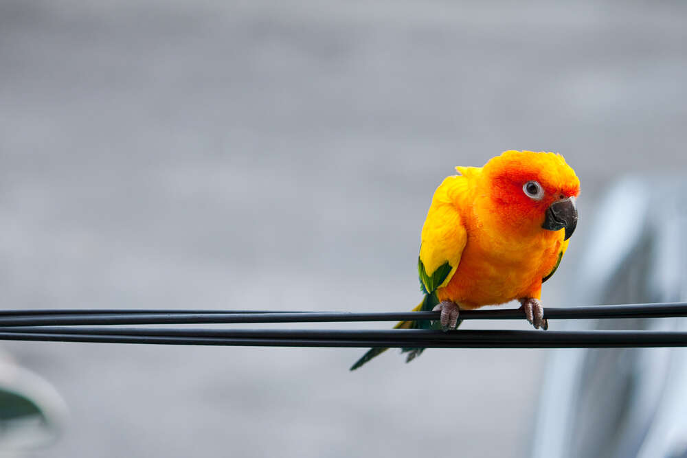 картина-постер Маленький желтый попугай сидит на проводе