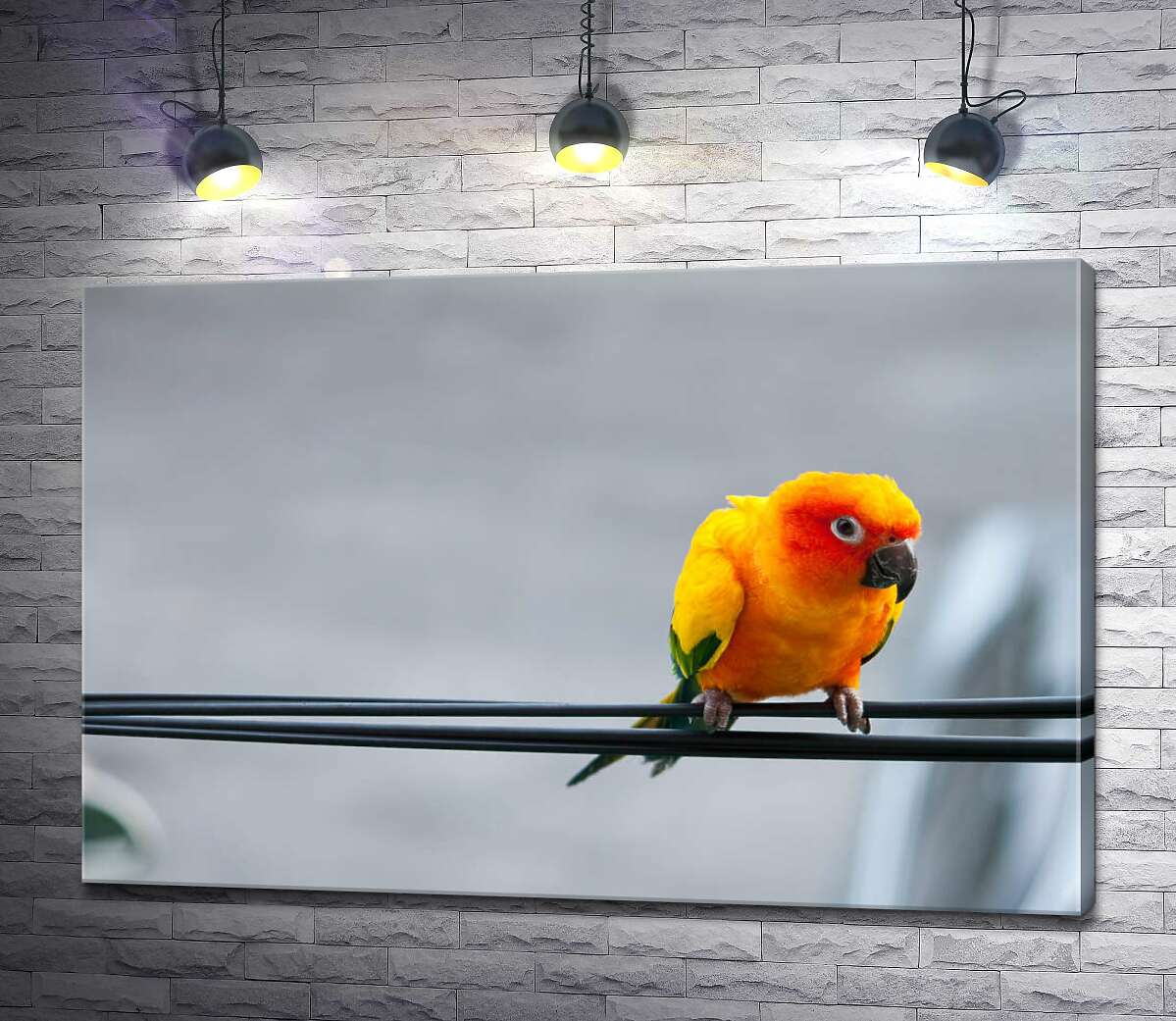 картина Маленький желтый попугай сидит на проводе
