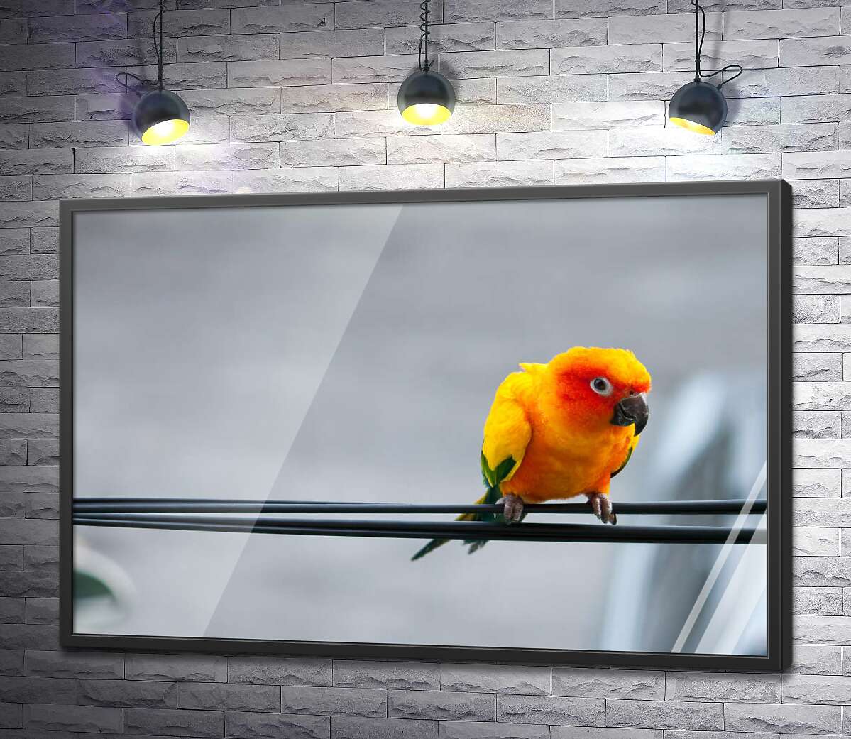 постер Маленький жовтий папуга сидить на проводі