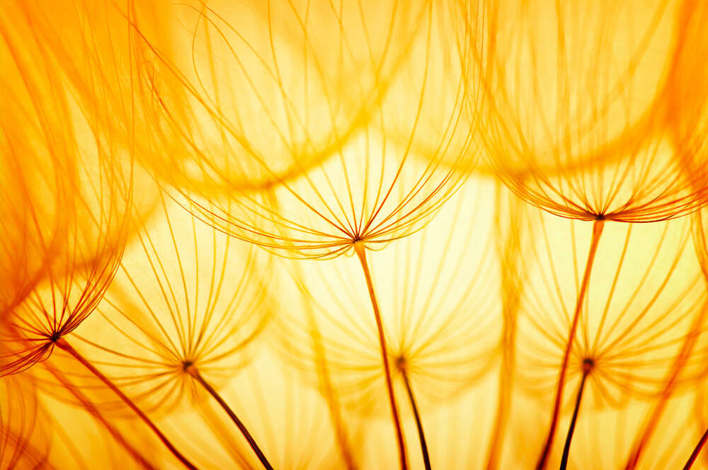 картина-постер Позолоченные парашюты семян одуванчика
