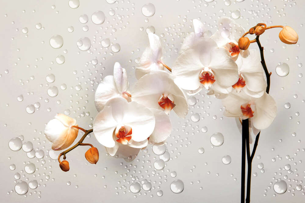 картина-постер Кремові квіти орхідей серед прозорих намистин води