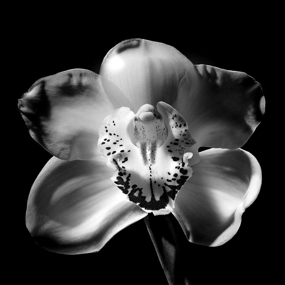 картина-постер Черно-белый силуэт цветка орхидеи