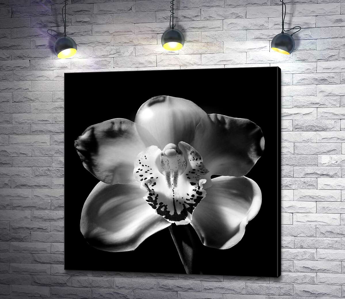 картина Черно-белый силуэт цветка орхидеи