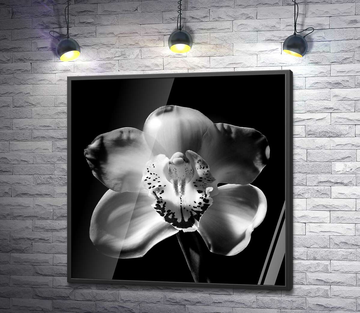 постер Чорно-білий силует квітки орхідеї