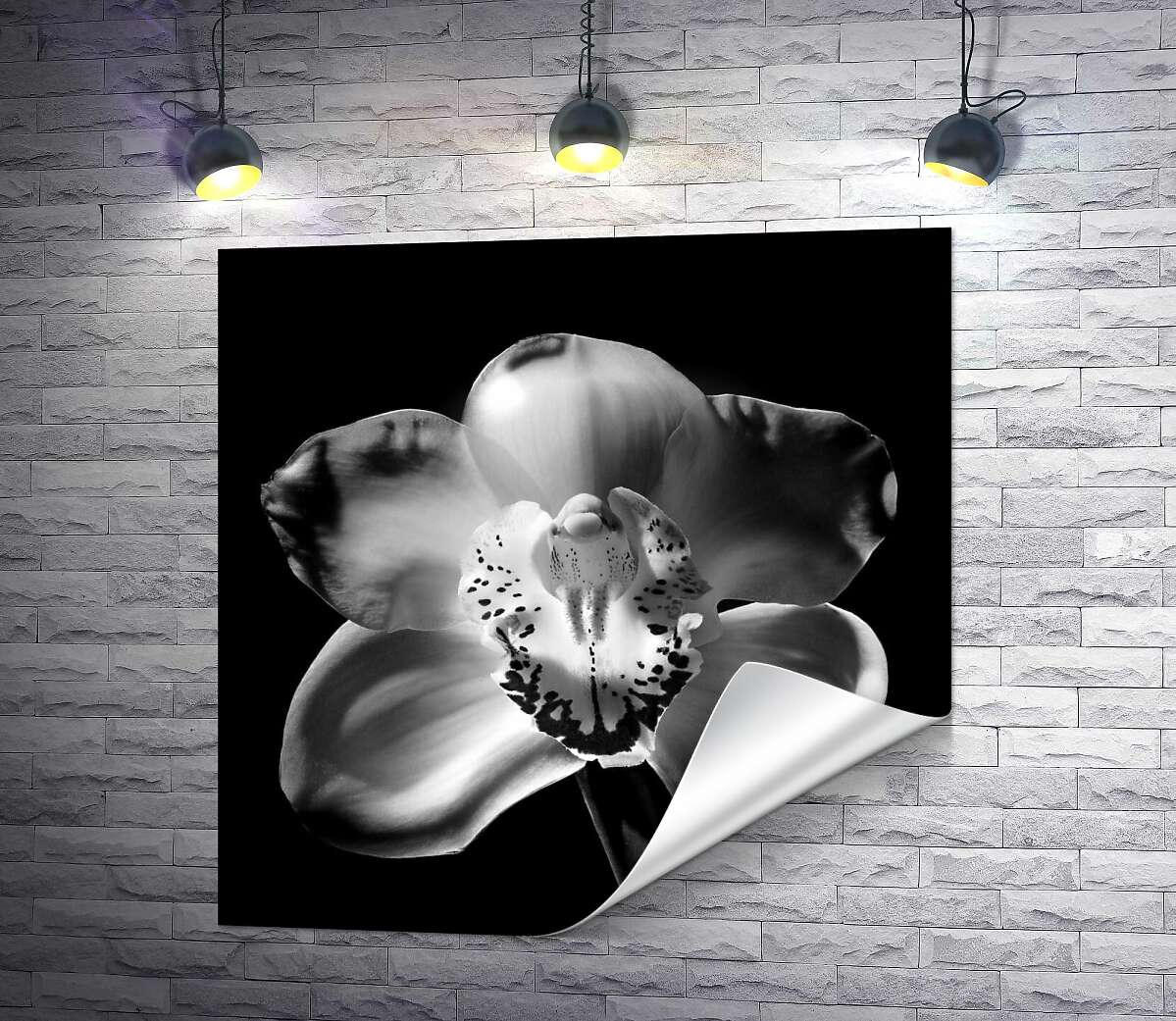 друк Чорно-білий силует квітки орхідеї