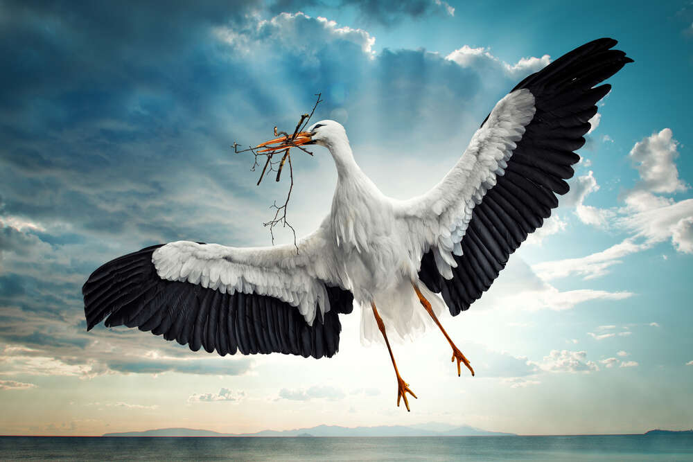 картина-постер Лелека в польоті з палками у дзьобі