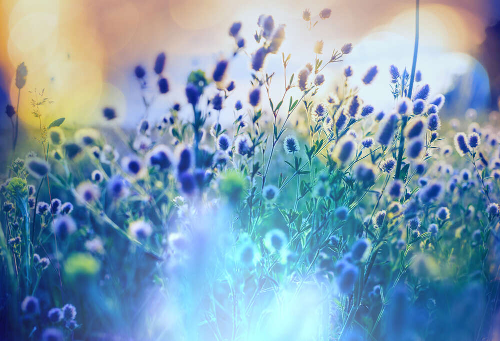 картина-постер Пушистые кисточки цветов в лучах утреннего солнца