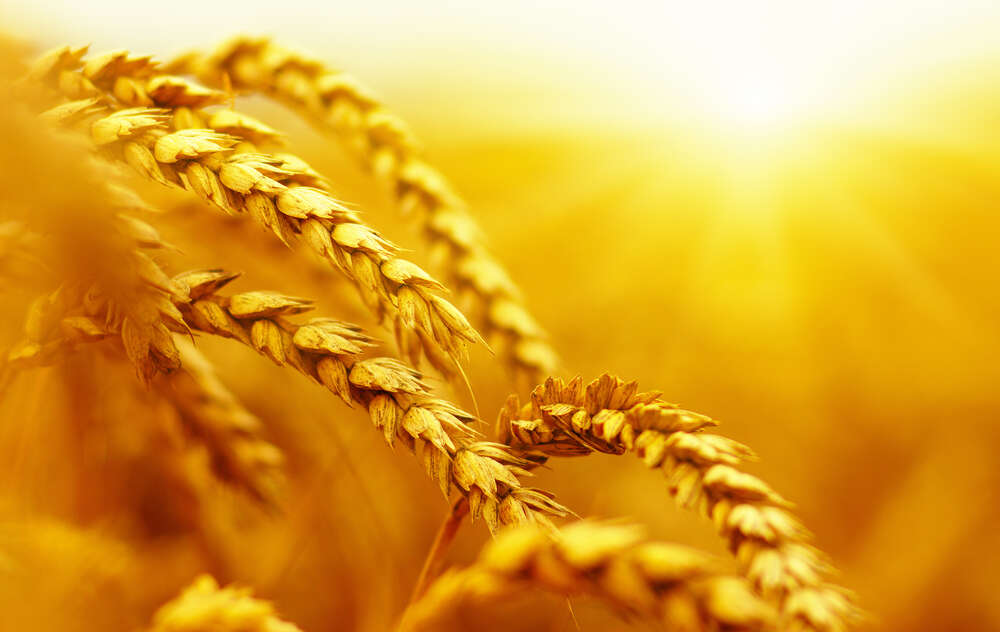 картина-постер Золотые колосья пшеницы, раскрашенные солнцем