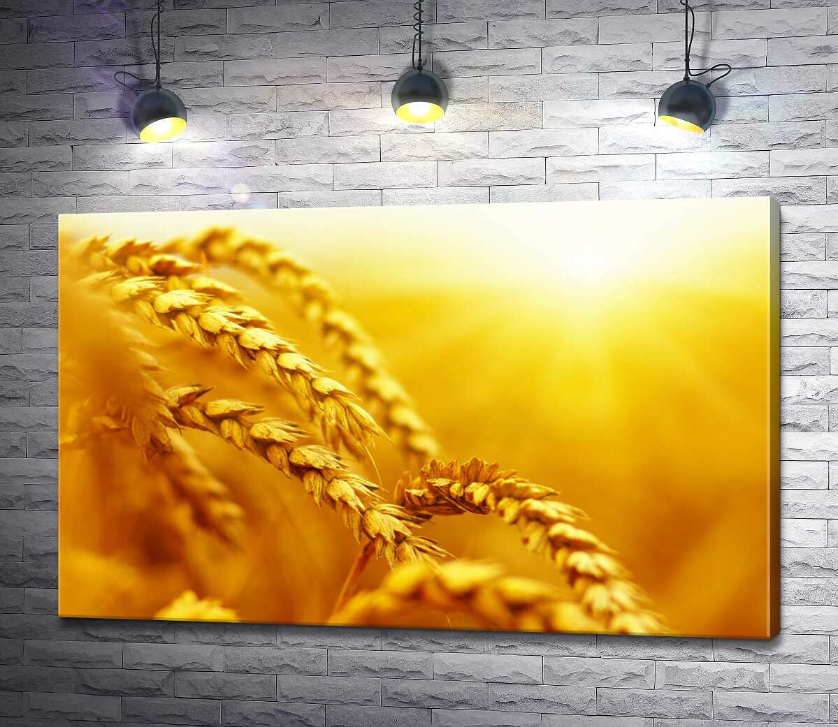 картина Золотые колосья пшеницы, раскрашенные солнцем