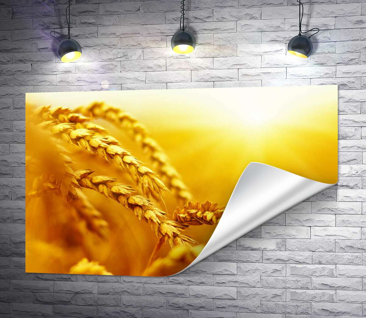 друк Золоті колоски пшениці, розфарбовані сонцем