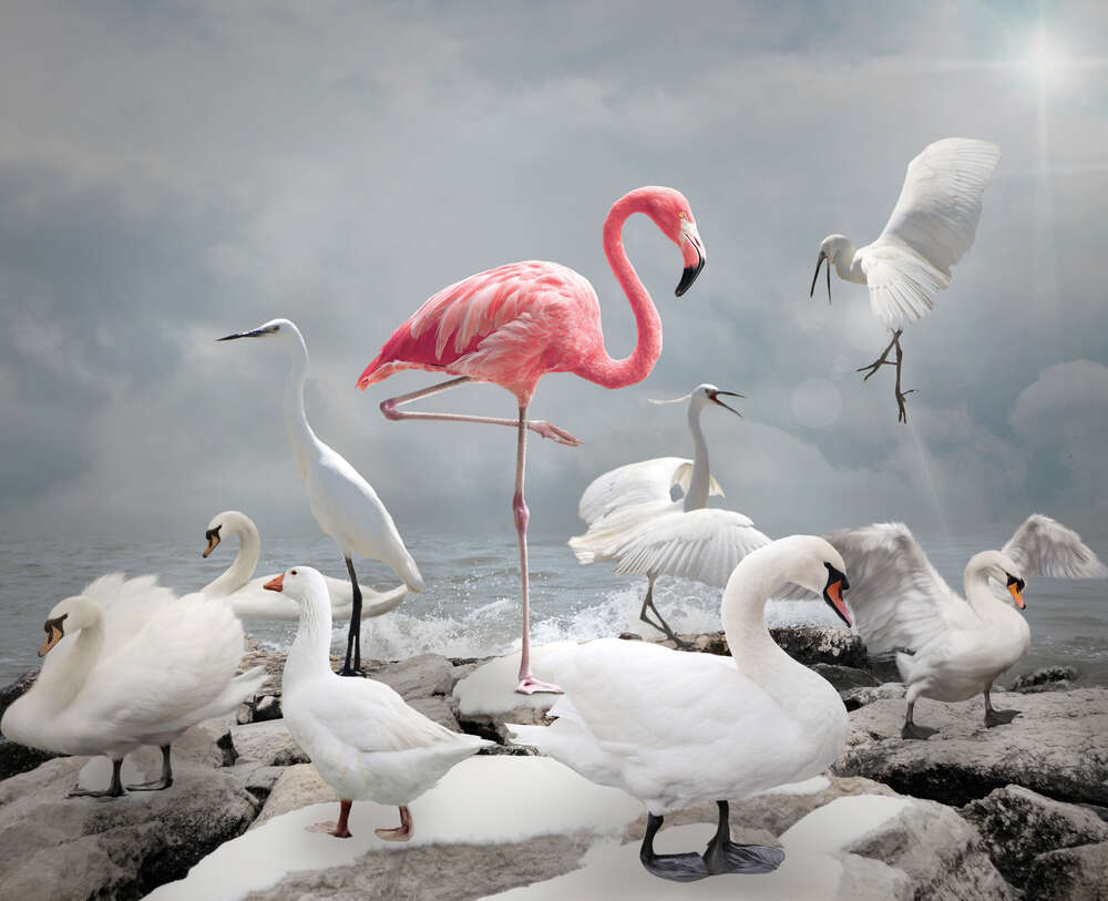 картина-постер Розовый фламинго среди белоснежных лебедей, цапель и гусей