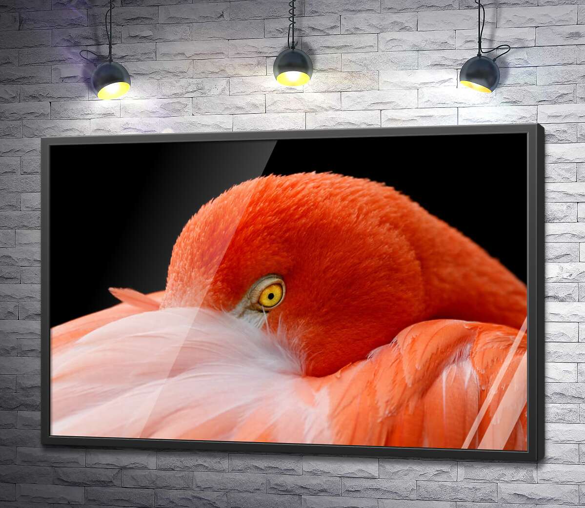 постер Фламинго спрятал клюв в нежно-розовых перьях