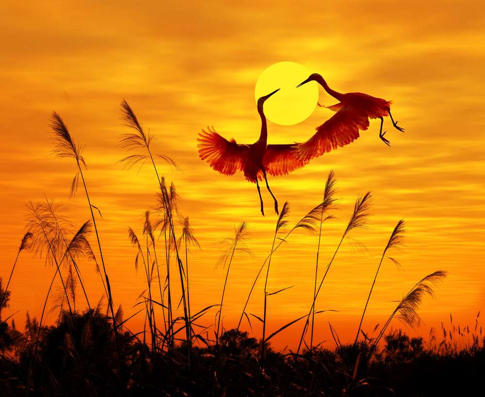 картина-постер Силуэты аистов, летающих в танце над вечерней рекой