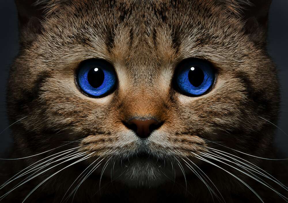 картина-постер Голубизна океана в глазах кота