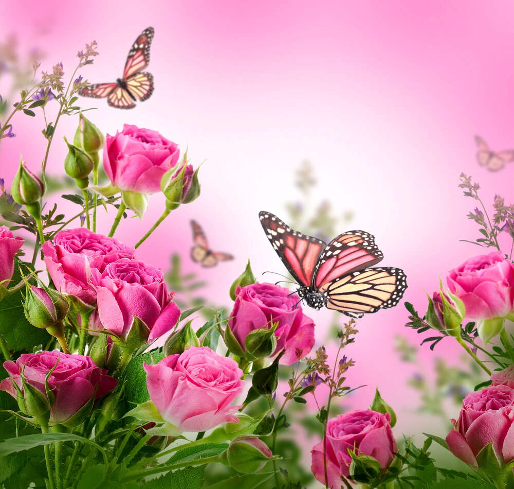 картина-постер Бабочки летают среди пышных кустов роз