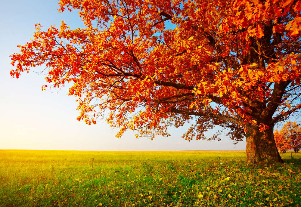 картина-постер Дерево з помаранчевою кроною стоїть серед пожовклого поля