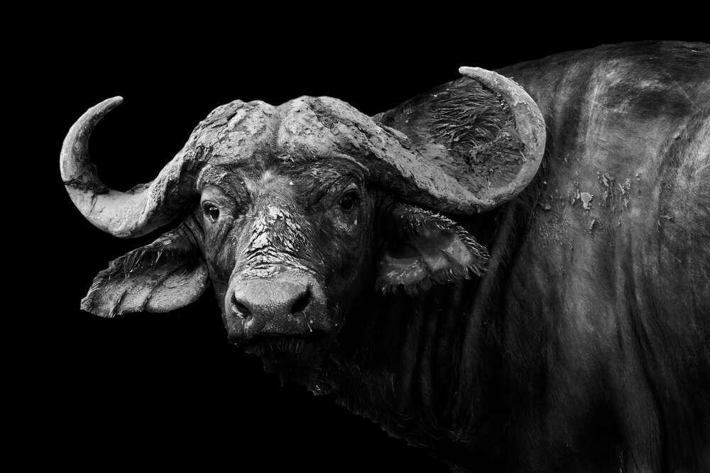 картина-постер Темний силует африканського буйвола