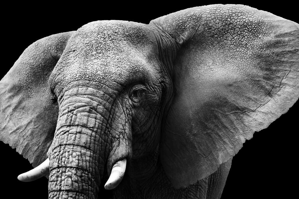 картина-постер Большие уши африканского слона