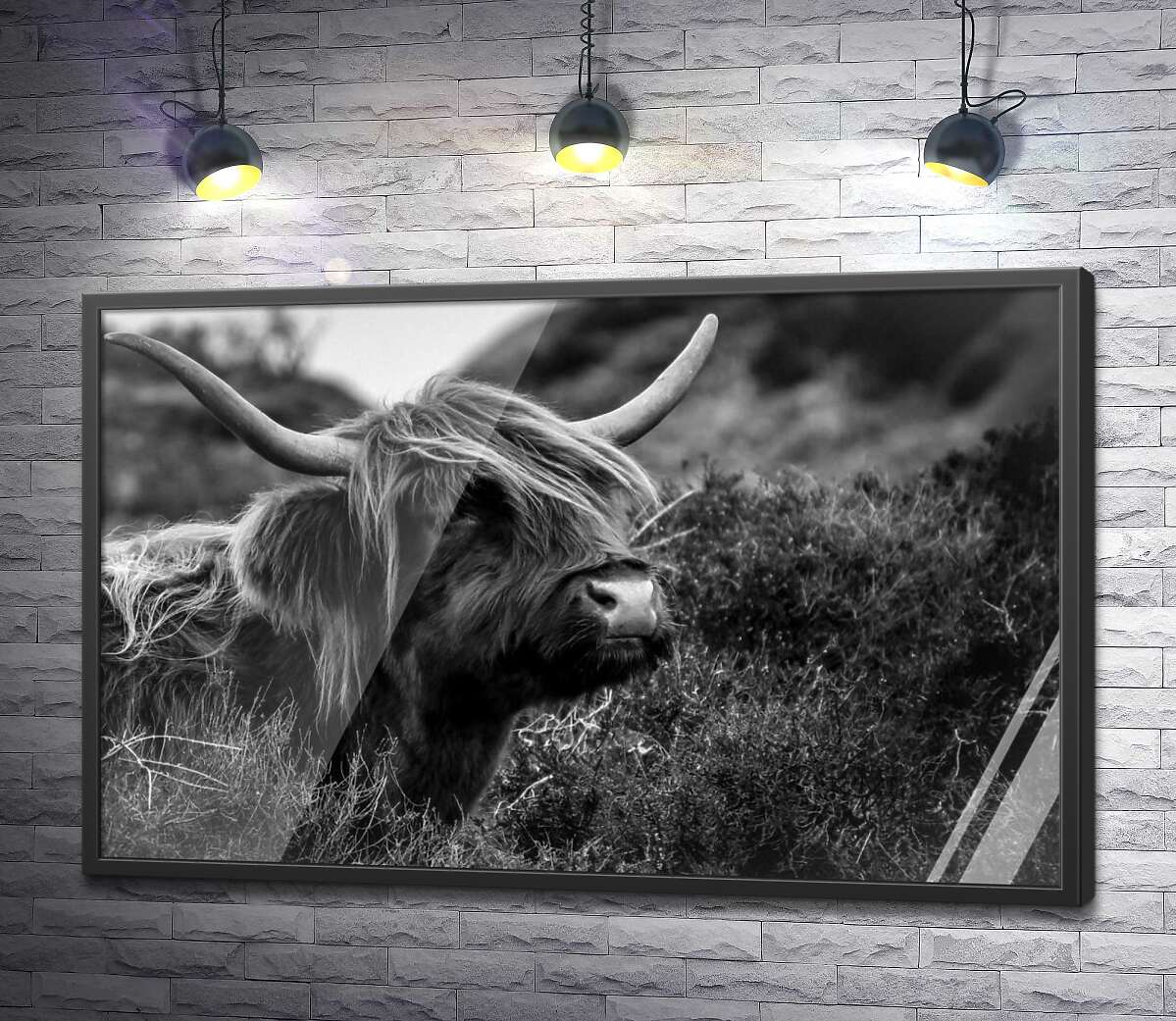 постер Шотландська корова серед заростей кущів