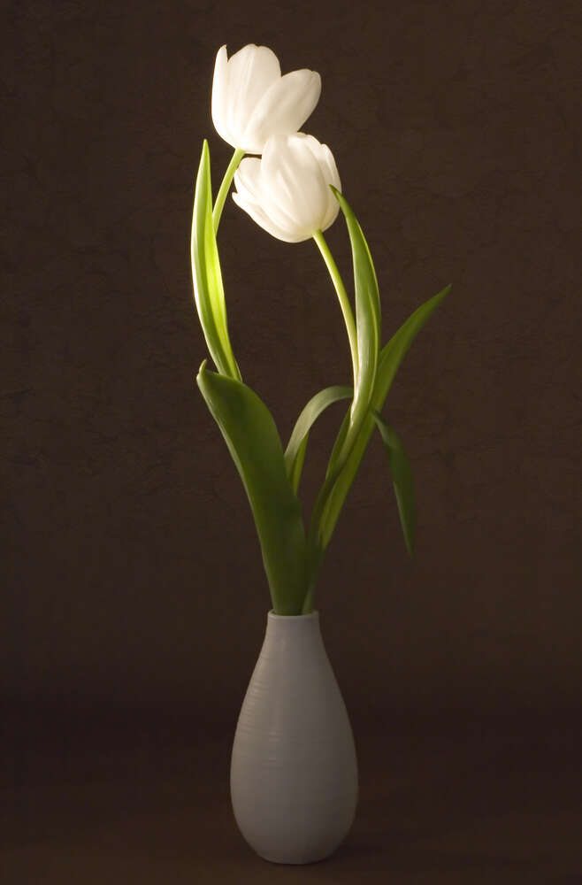 картина-постер Плавні лінії стебел білих тюльпанів у вазі