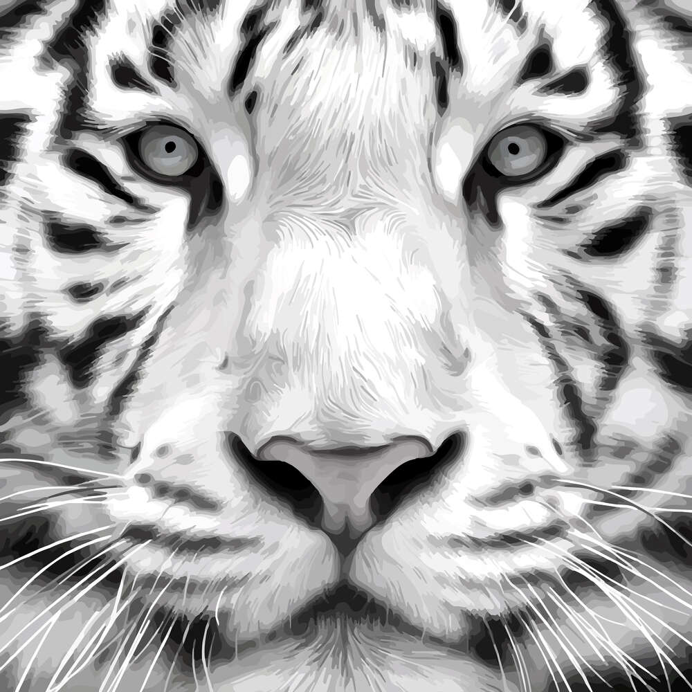 картина-постер Черные полоски на морде белого бенгальского тигра