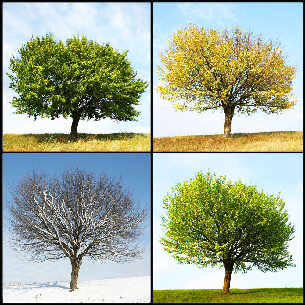 картина-постер Чотири сезони одного гіллястого дерева