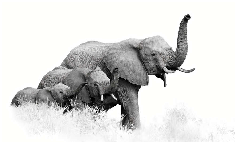 картина-постер Семья слонов гуляет по саванне