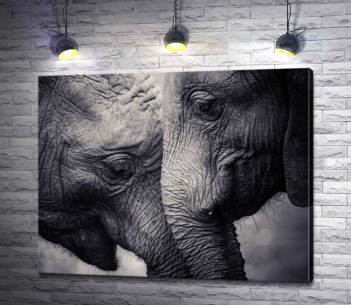 картина Двое серых слонов ластятся друг к другу