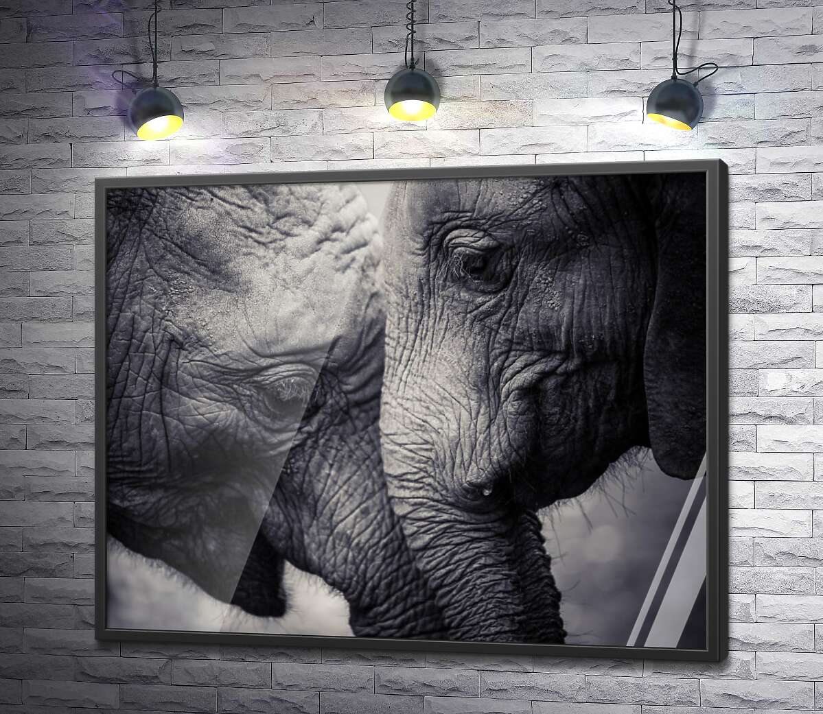 постер Двоє сірих слонів ластяться один до одного