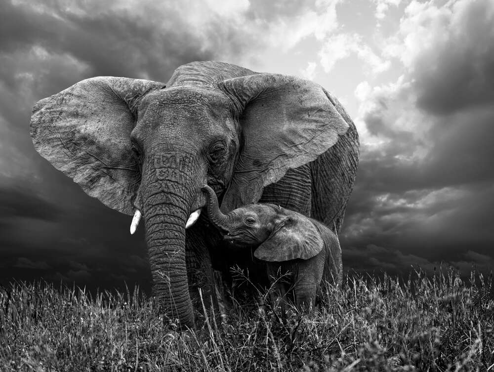 картина-постер Гроза насувається на сім'ю слонів