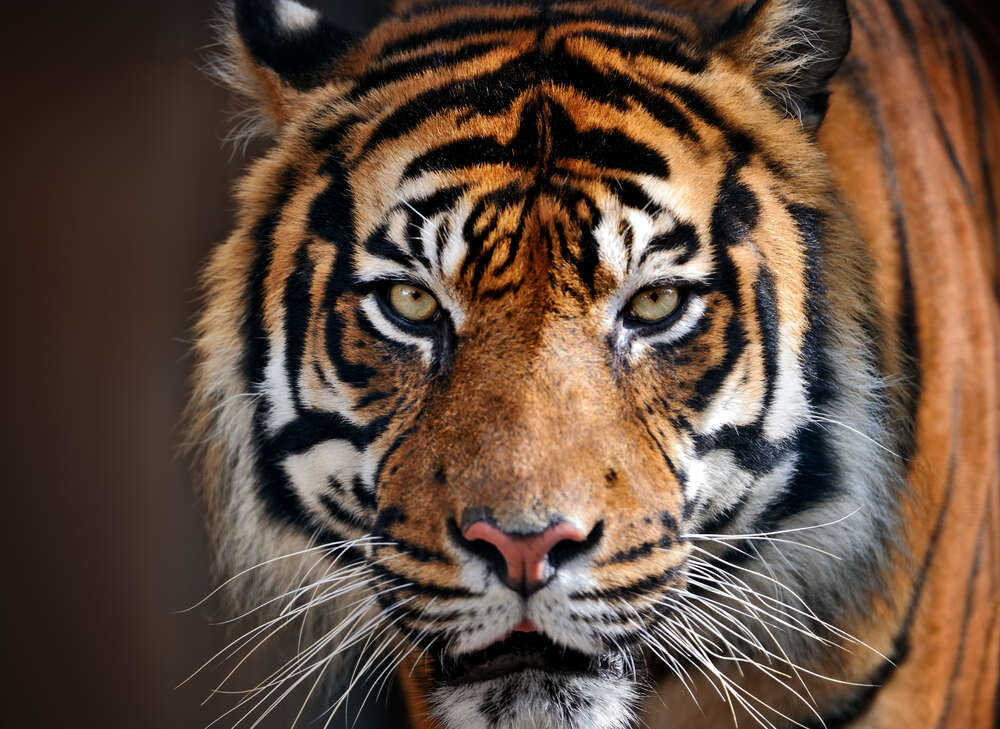 картина-постер Симетрія смужок на морді грізного тигра