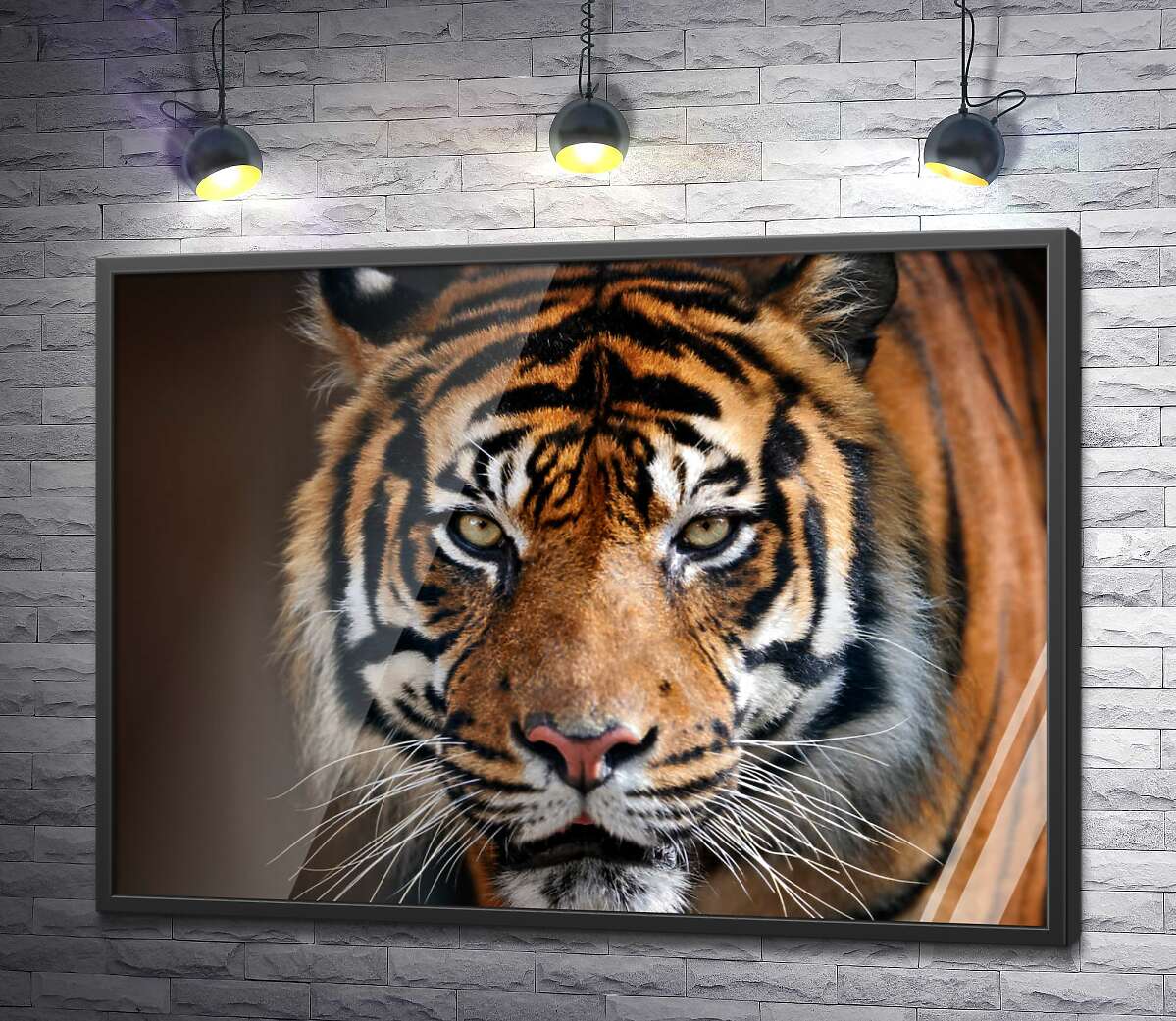 постер Симетрія смужок на морді грізного тигра