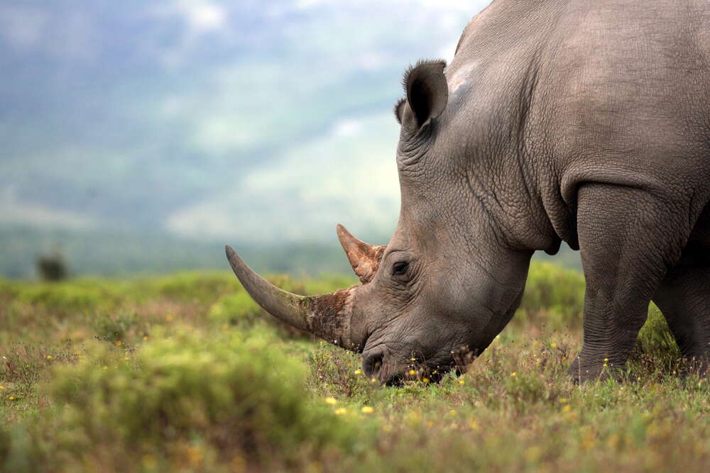 картина-постер Покой природы в силуэте носорога