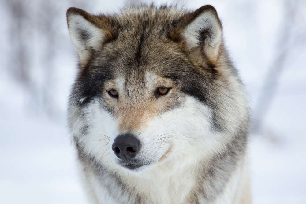 картина-постер Пушистая шерсть волка в зимнем лесу