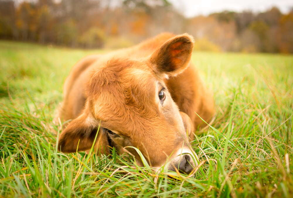картина-постер Рыжий теленок лежит в сочной траве